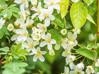 Wall Mural - White blossoming apple trees in the sunset light. Spring season, spring colors.