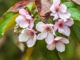 Wall Mural - Fresh pink flowers of a blossoming apple tree with blured background