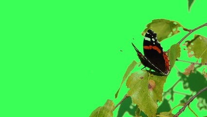 Sticker - Vanessa atalanta on green screen