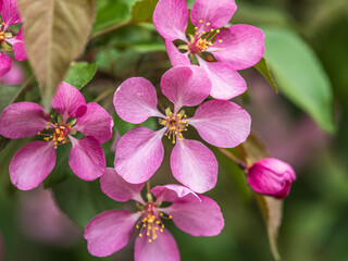 Wall Mural - Fresh pink flowers of a blossoming apple tree with blured background