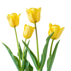 Wall Mural - yellow tulips on a transparent background