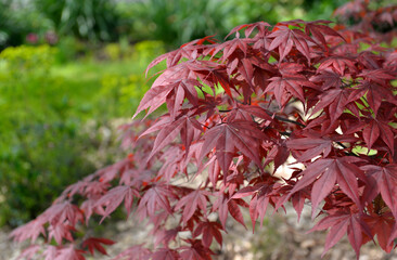 cluseup on red leaf of a japanese maple tree in a garden