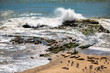 Colony of Harbor seals (phoca vitulina richardsii) True seals without external ear lobes relaxing on the beach of Carpinteria, California (USA) in a protected wildlife sanctuary. Gulls and pelicans.