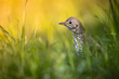Bird - Song Trush Turdus philomelos on the spring green meadow amazing warm light sunset sundown