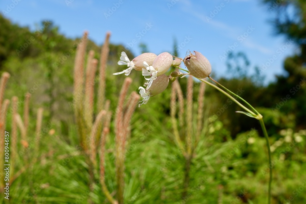 Silene vulgaris, the bladder campion or maidenstears, is a plant ...