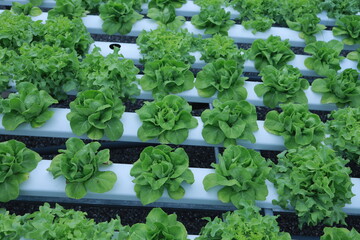 Wall Mural - Field lettuce farm salad fresh garden.Plant organic green food in greenhouse ,Farmers hands holding fresh vegetables