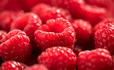 Canvas Print - Raspberry fresh berries closeup, ripe fresh organic Raspberries red background, macro shot. Harvest concept