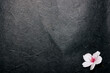 黒い和紙と桜の花