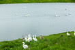 White geese on a green meadow near the lake in summer.