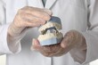 Doctor holding dental model with jaws on white background, closeup. Cast of teeth