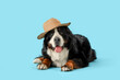 Cute fluffy dog with hat on blue background