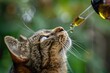 Pet Cat taking CBD hemp oil from dropper for anxiety treatment, Generative AI Technology