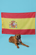 Boxer dog with flag of Spain lying on blue background