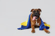 Boxer dog with flag of Ukraine lying on light background