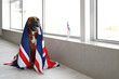 Boxer dog with UK flag near window at home