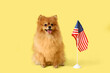Cute Pomeranian dog with USA flag on yellow background
