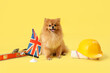 Cute Pomeranian dog with UK flag and builder's tools on yellow background