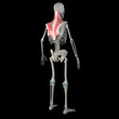 3d Illustration of Trapezius Muscles on Male Human Body