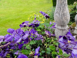 flowers in the garden