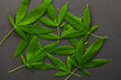 Marijuana leaves on a white background, medical cannabis