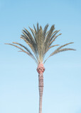 Fototapeta Dmuchawce - Palm tree with blue sky, light, pale, retro color effect. Idillic, happy image for decoration.