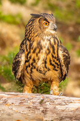 Wall Mural - the great eagle owl (bubo bubo) is a large species of owl in the strigidae family. it is the largest