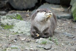 river otter, Lutra lutra