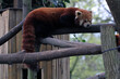 red panda is resting in the tree