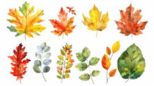 A Set Of Multicolored Autumn Leaves Maple, Aspen, Rowan, Willow, Birch, Poplar On A White Background In Watercolor 