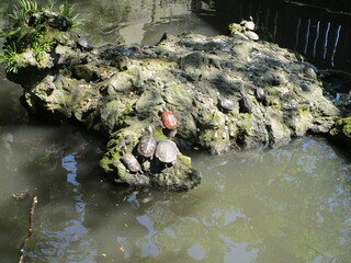 Sticker - Turtles in the pond near a shrine in Tokyo, Japan