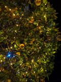Fototapeta Uliczki - Enchanted Lemon Tree at Night