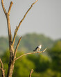 black winged shouldered kite or elanus caeruleus bird a small raptor and hunter perched in natural green scenic background during winter migration in safari at jim corbett national park forest india