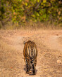 wild female bengal tiger or panthera tigris walking ahead for territory marking and stroll on forest track road in summer season safari at bandhavgarh national park forest reserve madhya pradesh india