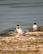 Indian river tern or river tern or Sterna aurantia bird flock or family near lake water in winter season safari at ranthambore national park forest tiger reserve rajasthan india