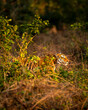 wild male bengal tiger or panthera tigris hiding in grass and stalking his prey in golden hour winter evening light at grassland of dhikala jim corbett national park forest reserve uttarakhand india
