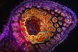 Microscopic View of Seed Cross-Section with Embryo and Endosperm
