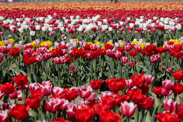 Wall Mural - tulip field with flowers in red, pink, white and yellow colors in spring sunlight
