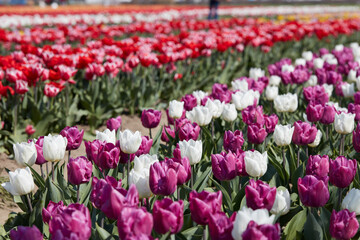 Wall Mural - Tulip flowers in white, purple, red, pink colors and field in spring sunlight
