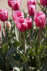 Wall Mural - tulip jumbo pink flowers in spring sunlight