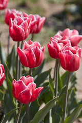 Wall Mural - Tulip Debutante flowers in spring sunlight