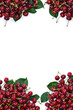 Red juicy cherries with green leaves on a white background with space for text. Top view, flat lay