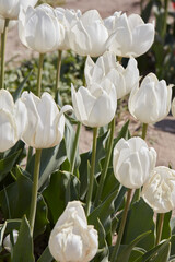 Wall Mural - Tulip Beauty of White flowers in spring sunlight
