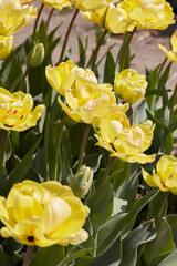Wall Mural - Tulip Akebono, yellow flowers in spring sunlight