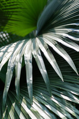 Wall Mural - Abstract background texture of tropical leaves, green palm family