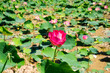 Lotus flower field on water in Asia