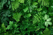 Tropical green leaves background top view in concept nature.