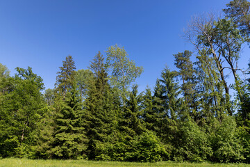 Wall Mural - rural area with different deciduous trees in a mixed forest