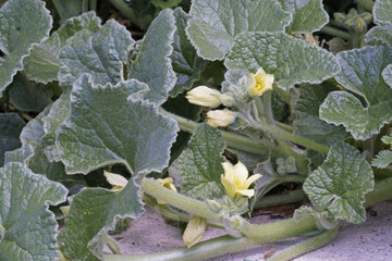 Wall Mural - leaves and flowers of squirting cucumber