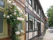 Weiße Rosen und Fachwerkhäuser in der Altstadt in der historischen Stadt Salzwedel in der Altmark in Sachsen-Anhalt