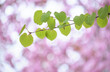カツラの若葉と桜の背景 / Young leaves of Katsura tree with Cherry blossom background 